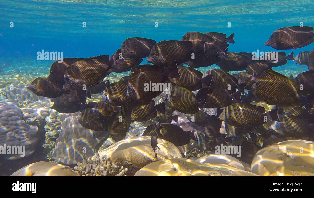Red Sea Tourist Alert: Egyptian Experts Pinpoint Surgeonfish Hotspots