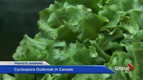 U.S. Farmers Destroy Lettuce Crop as Cyclosporosis Fears Drive Consumer Avoidance