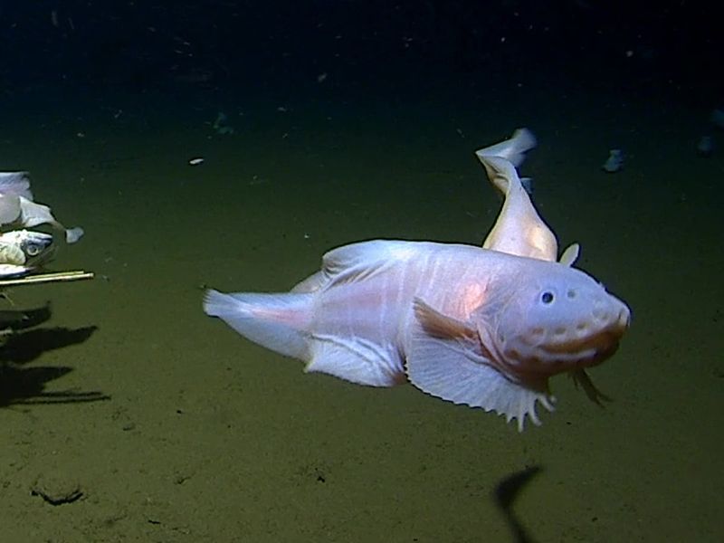 Caribbean Deep Sea: At Least 20 New Species Unearthed in Total Darkness