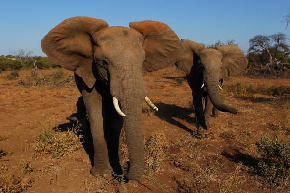 Wild African Elephants May Use Plants for Self-Medication, Study Reveals