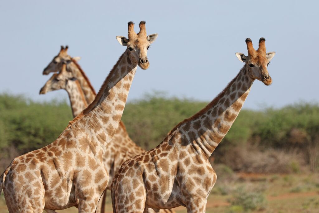 First Ever: Kazan Zoo Welcomes Eight Namibian Giraffes